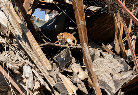 Katze irrt durch ein eingestürztes Haus in der Türkei