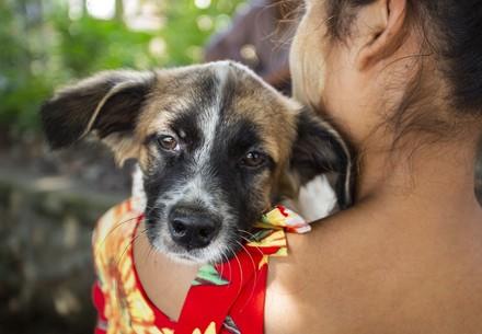 Vaccinated dog in Myanmar