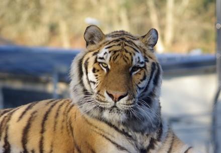 Tiger Sahib