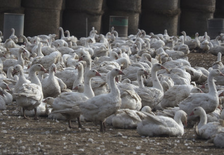 Goose farm in Poland