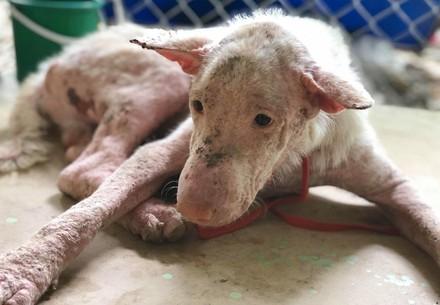 Dog Whitey suffered from skin infection