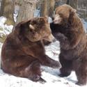 The two brownbears Emma and Erich play in the snow.,