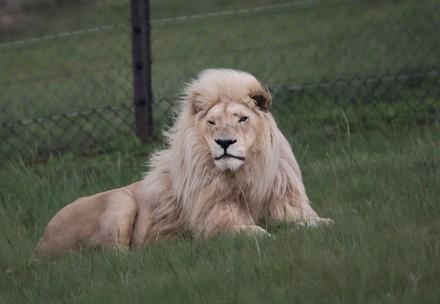 Lion at LIONSROCK