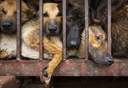 Hunde in einem Käfig