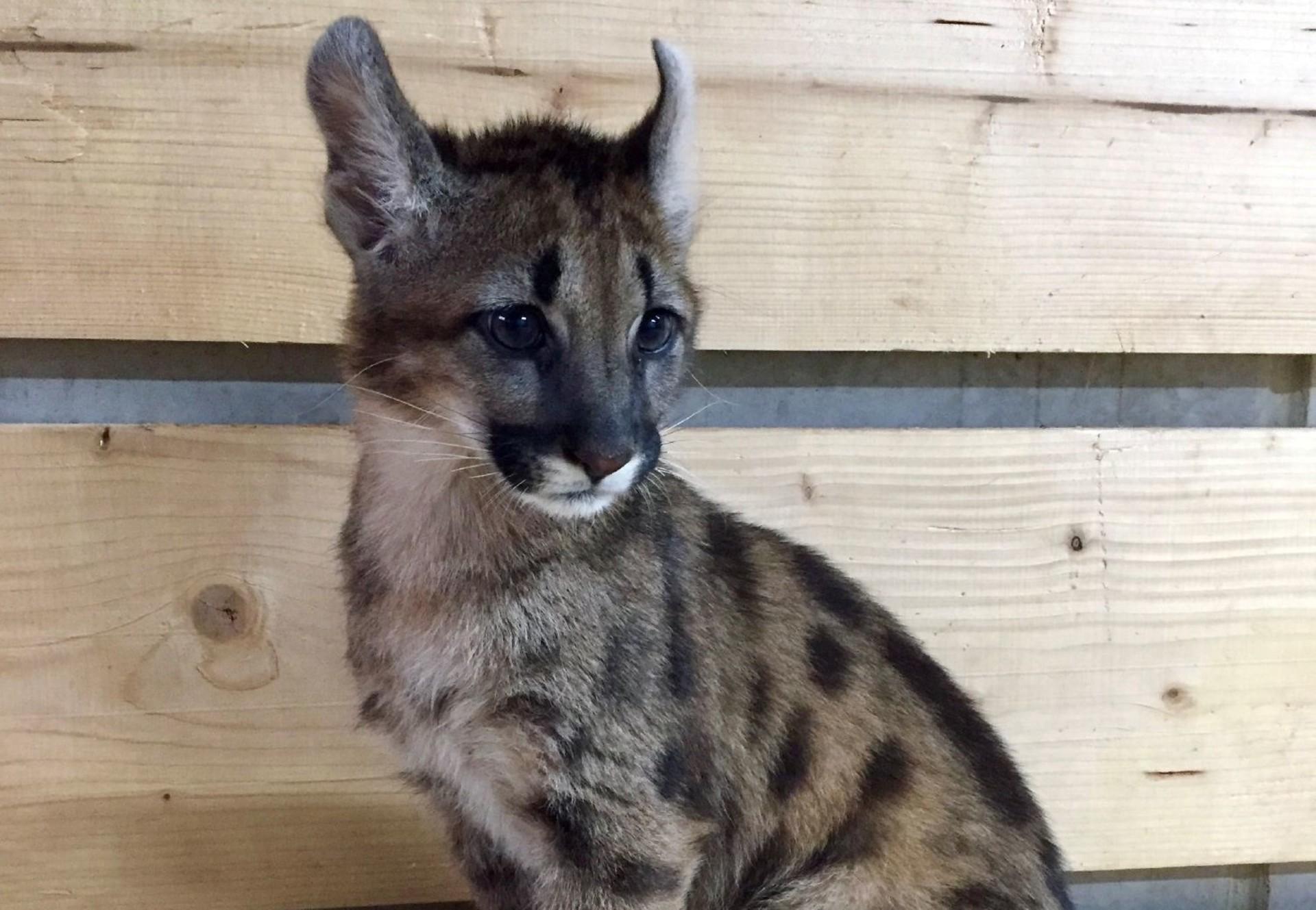 Bizarre discovery in Germany: Puma cub 