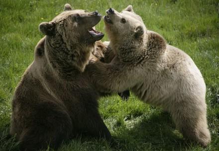 Spelende bruine beren