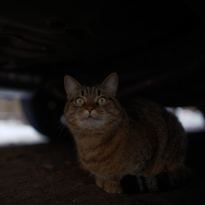 Cat Kisa in Ukraine