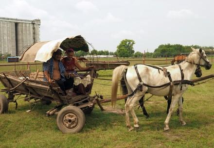 Working horses in Romania