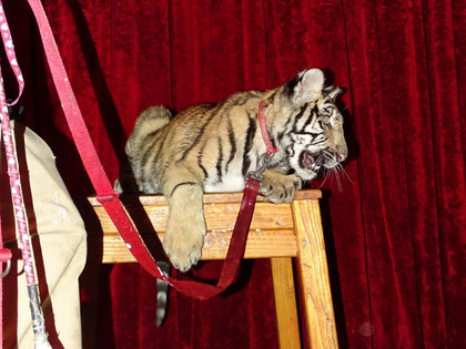 Tiger cub at a circus