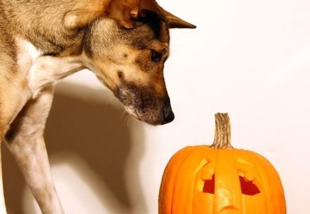 Dog and a pumpkin