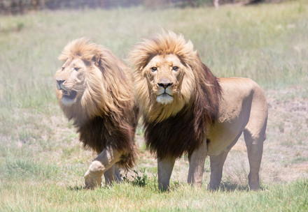 Rescued lions Samson and Tom at LIONSROCK