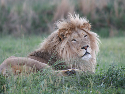 Lion Kimba resting at LIONSROCK Big Cat Sanctuary