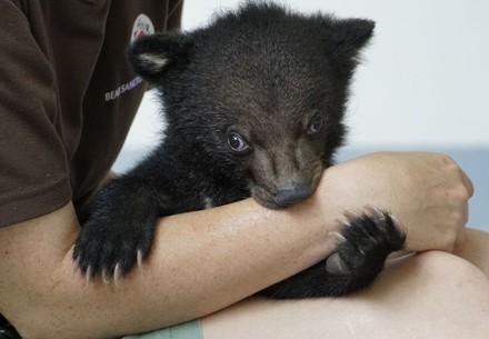 Rescued bear cub Mochi