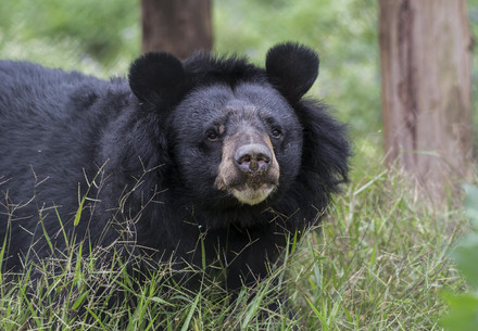asian black bear in grass