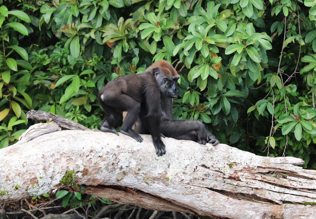 10 Facts about Gorillas - FOUR PAWS International - Animal Welfare  Organisation