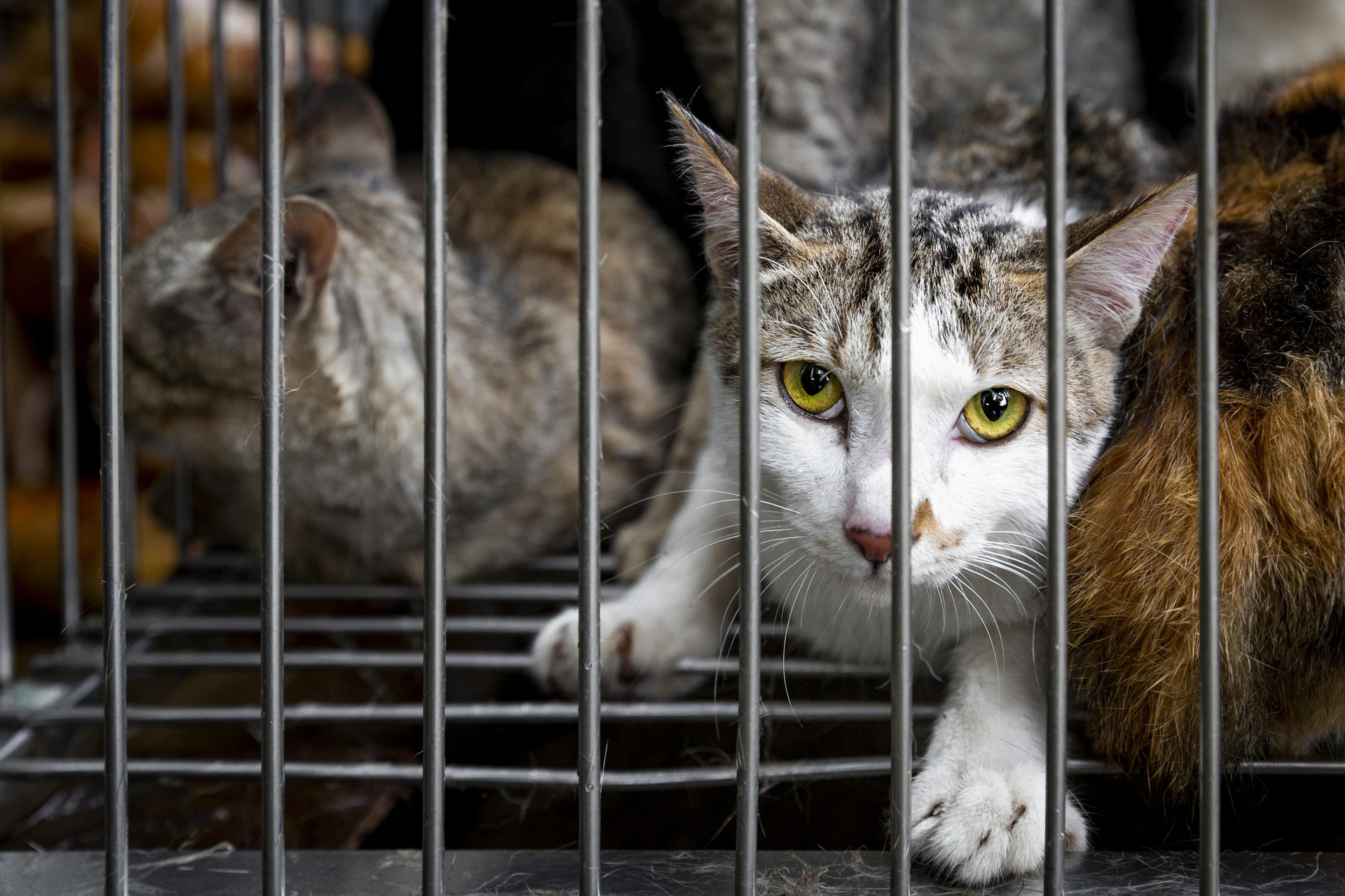 The Dog and Cat Meat Trade