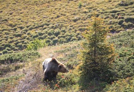 Bear Amelia in Arosa Bear Sanctuary