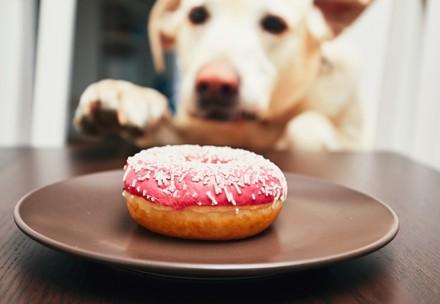 Dog looking at a donut