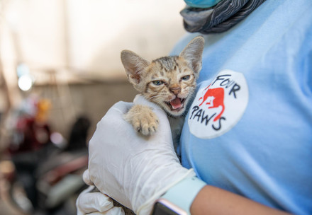Cat with a FOUR PAWS team member in Cambodia