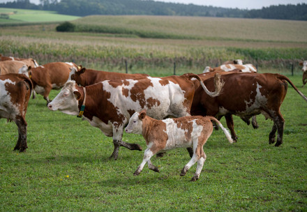Cows and calves in the pasture 