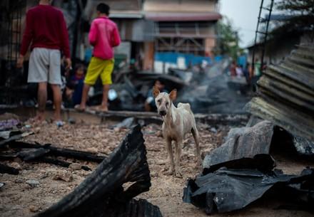 Verwaarloosde en verminkte zwerfhond tussen het puin in Cambodja