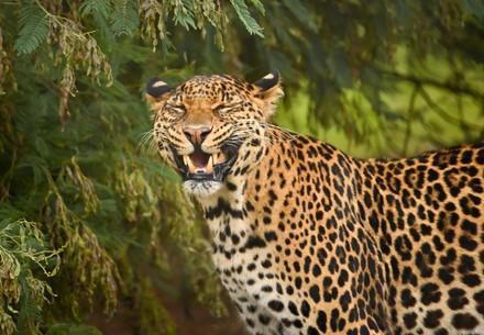 Leopard Bakari at LIONSROCK Big Cat Sanctuary, South Africa