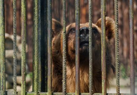Bear behind bars