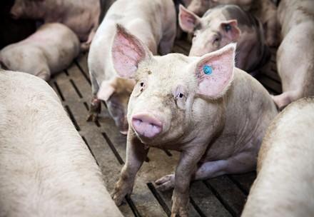 Schwein auf Vollspaltenboden in Österreich