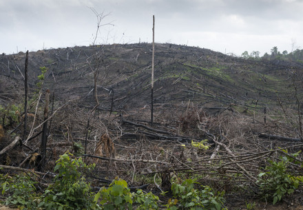 Von Feuer zerstörter Wald in Borneo, Indonesien