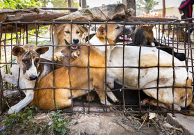 China verbietet den Verkauf von Hunde- und Katzenfleisch
