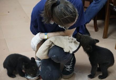 FOUR PAWS vet and bear cubs