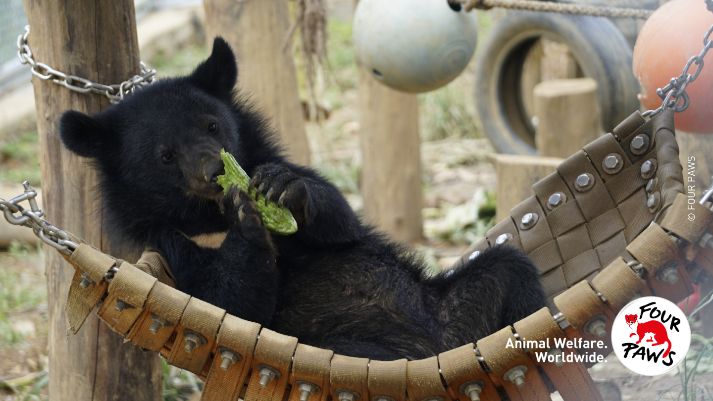 Bile bear relaxing