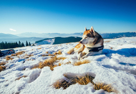 Husky lying in the snow on a mountain
