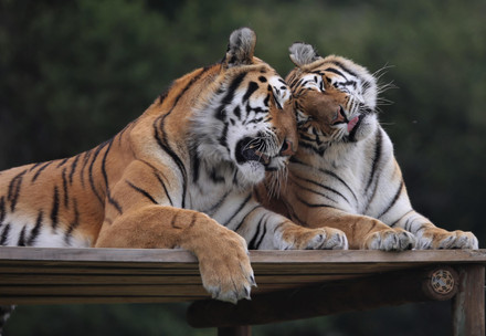 Tigers Jasper and Jade being affectionate