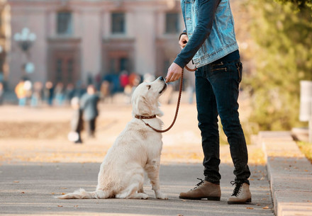 GUASD Anti-Bell Halsband für Hunde 