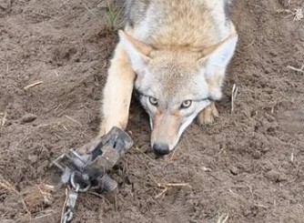 Fox in a fur trap