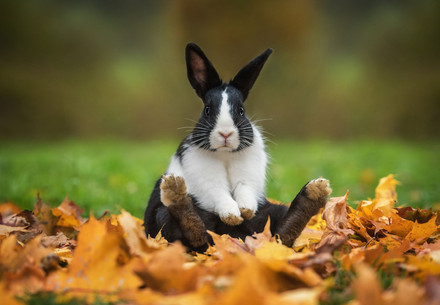 Rabbit in the autumn leaves