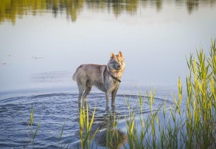 Hund in einem See