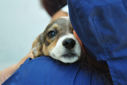 Animal Charity - Animal Welfare Organisation - FOUR PAWS UK