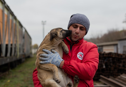 Stray animal care in Ukraine