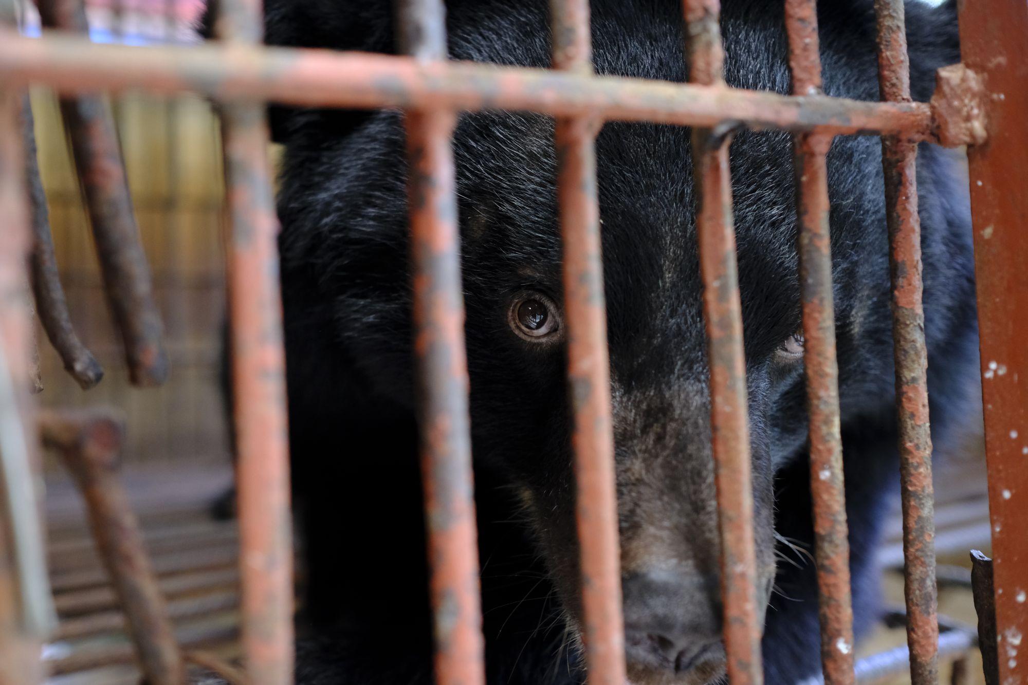 Biggest Bile Bear Rescue - FOUR PAWS in US - Global Animal Protection  Organization