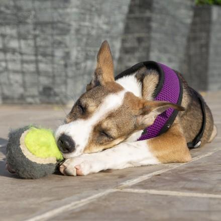Hond Nanna speelt met een bal