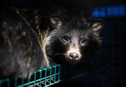 raccoon dog in cage
