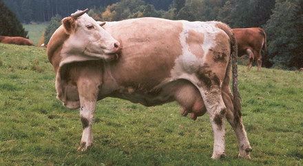 Rinder mit Hörnern auf der Weide