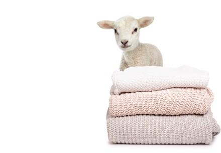 Un agneau et des pulls en laine