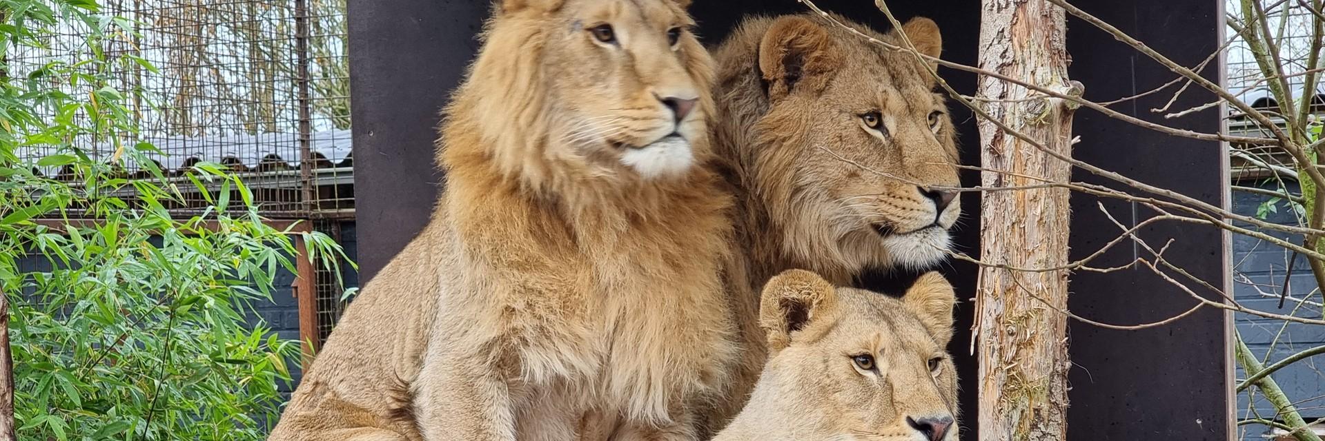 Lions Dolf, Roman & Ellie