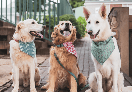 Three dogs on leash