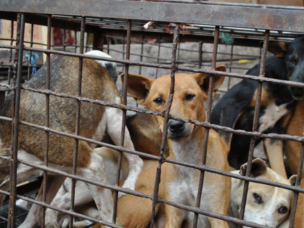Dog meat trade victims caged in Indonesia