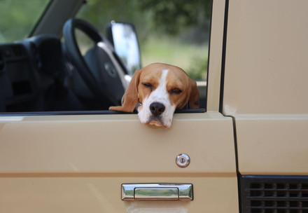 Voyager en voiture avec votre chien