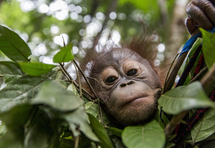 Un Orang-outang observant son environnement depuis la cime d'un arbre